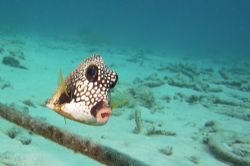 Trunkfish swimming along guide rope on shore dive, Curacao. by David Heidemann 